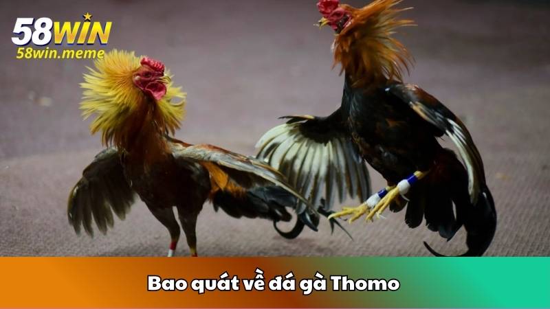 Bao quát về đá gà Thomo