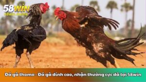 Đá gà thomo - Đá gà đỉnh cao, nhận thưởng cực đã tại 58win