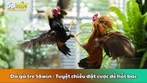 Đá gà tre 58win - Tuyệt chiêu đặt cược dễ hốt bạc