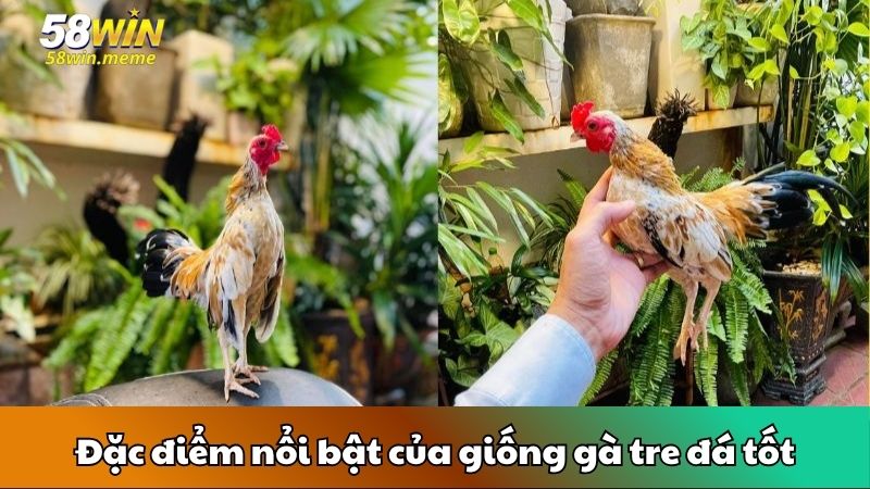 Đặc điểm nổi bật của giống gà tre đá tốt