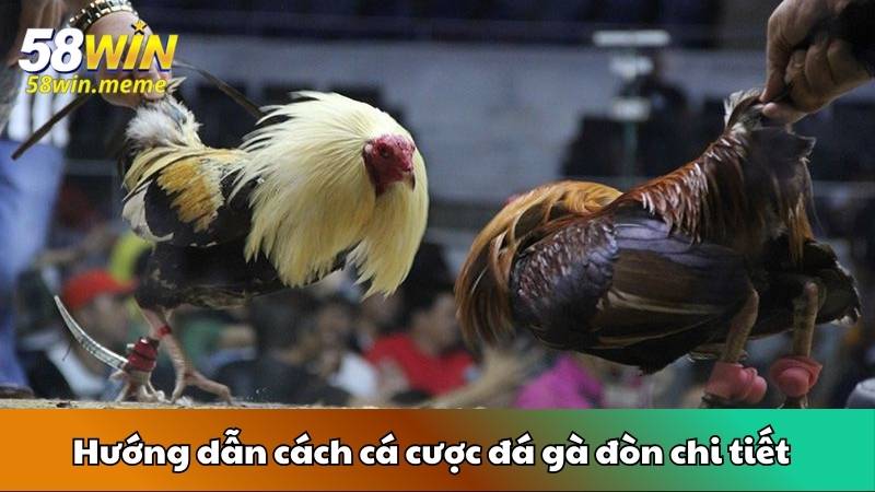 Hướng dẫn cách cá cược đá gà đòn chi tiết