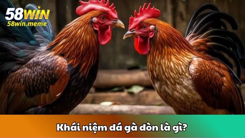 Khái niệm đá gà đòn là gì?