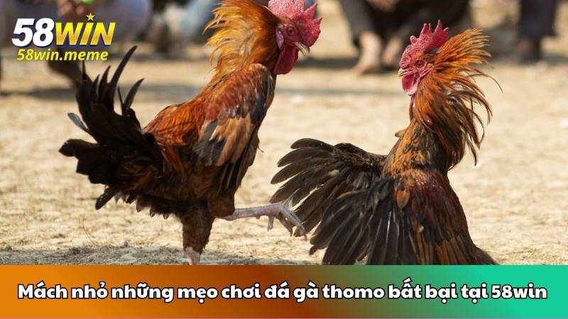 Mách nhỏ những mẹo chơi đá gà thomo bất bại tại 58win