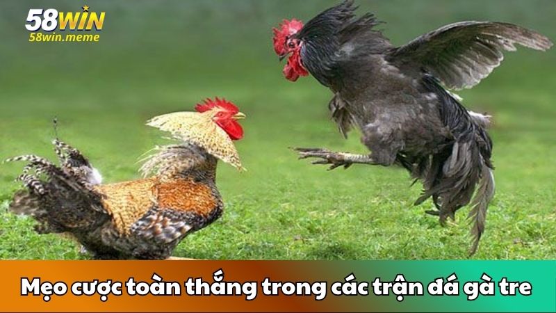 Mẹo cược toàn thắng trong các trận đá gà tre