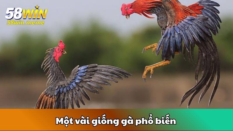 Một vài giống gà phổ biến