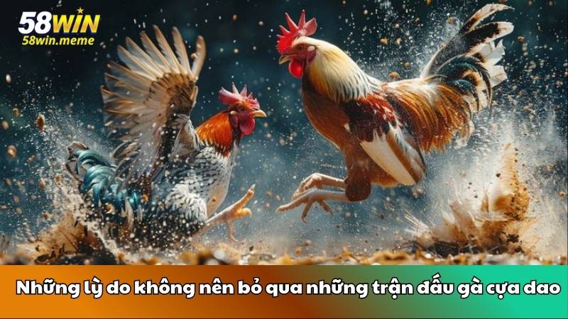 Nhiều giống gà được yêu thích để đưa vào trận đấu