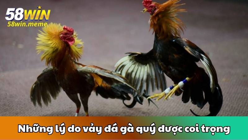 Những lý do vảy đá gà quý được coi trọng