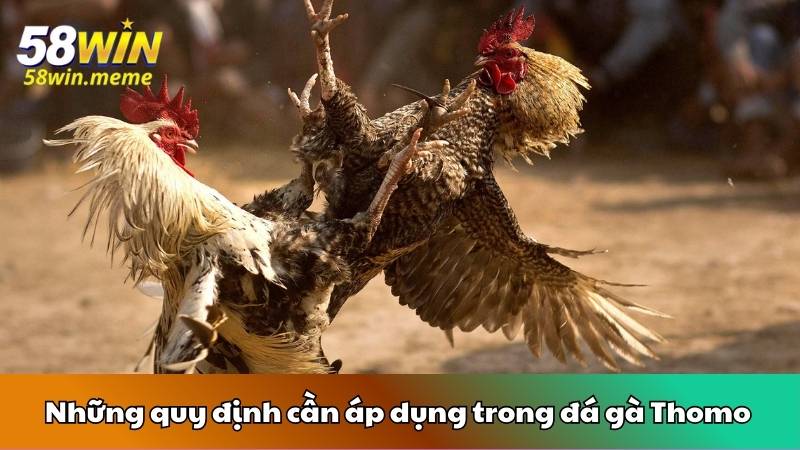 Những quy định cần áp dụng trong đá gà Thomo