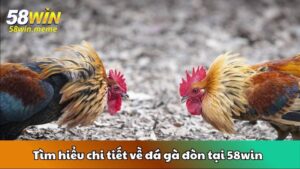 Tìm hiểu chi tiết về đá gà đòn tại 58win