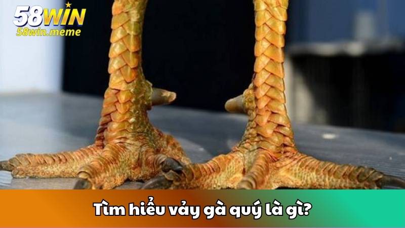 Tìm hiểu vảy gà quý là gì?