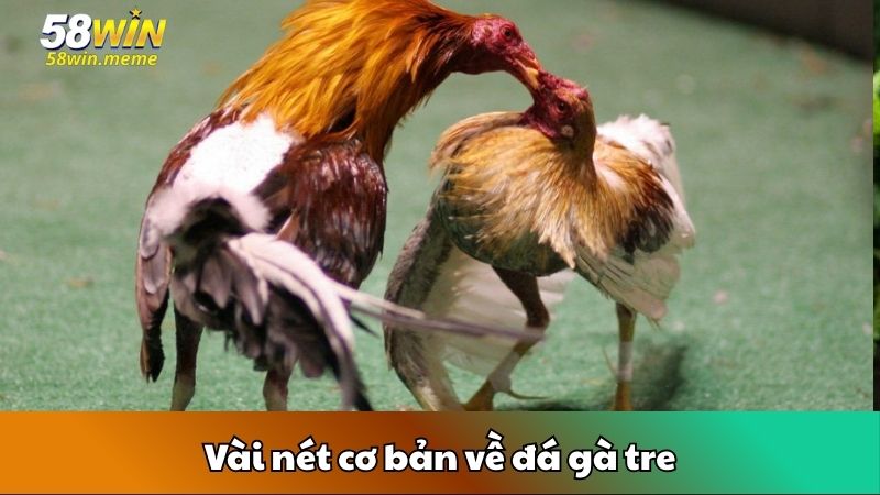 Vài nét cơ bản về đá gà tre