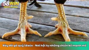 Vảy đá gà quý 58win - Nơi hội tụ những chiến kê mạnh mẽ