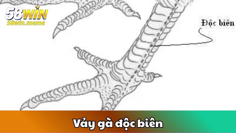 Vảy gà độc biên